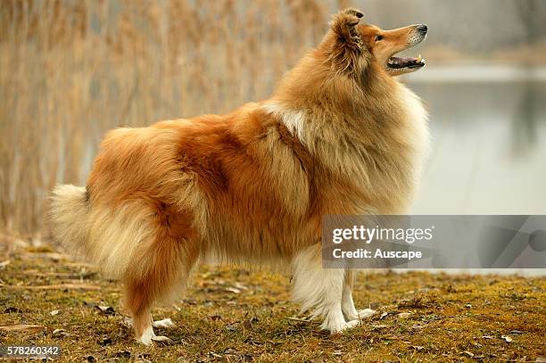 Rough collie, Canis familiaris, by lake, profile.