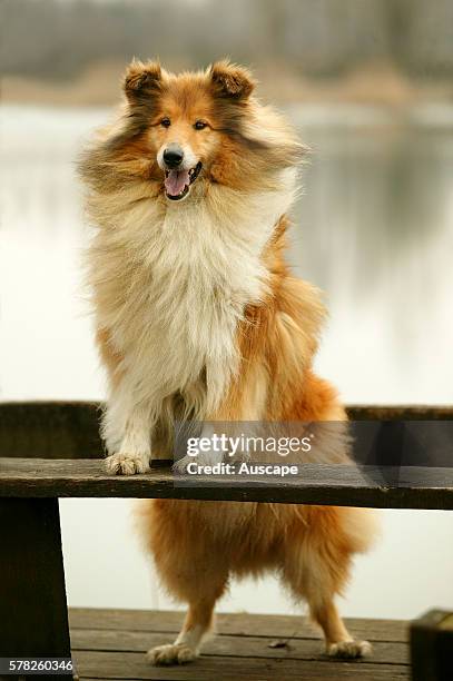 Rough collie, Canis familiaris, standing up, front feet on bench.