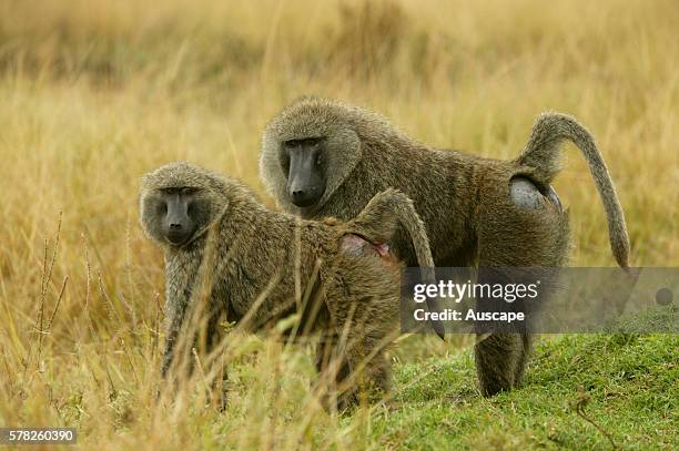 Olive baboon, Papio anubis, pair showing hairless patches on rump. Kenya.