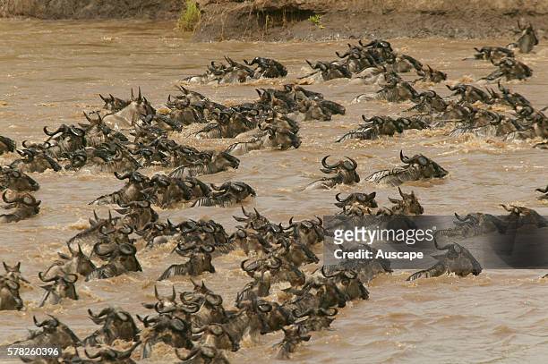 Wildebeest, Connochaetes taurinus, in river during migration, Mara River, Kenya, East Africa.