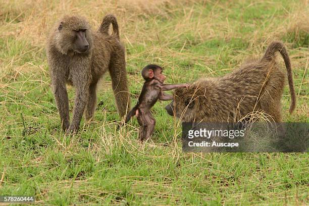 Olive baboon, Papio anubis, adult playing with baby. Kenya.