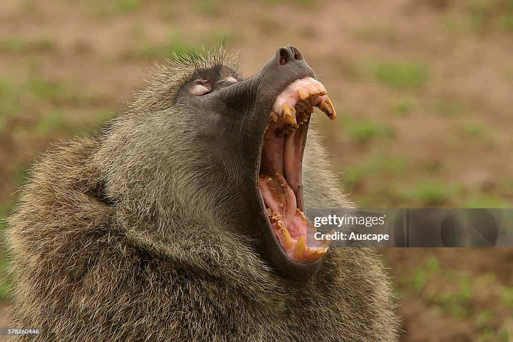 Olive baboon, Papio anubis