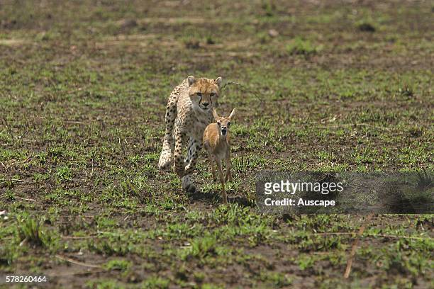 Cheetah, Acinonyx jubatus, pursuing Thomsonês gazelle, racing to camera. Masai Mara National Reserve, Kenya, East Africa.