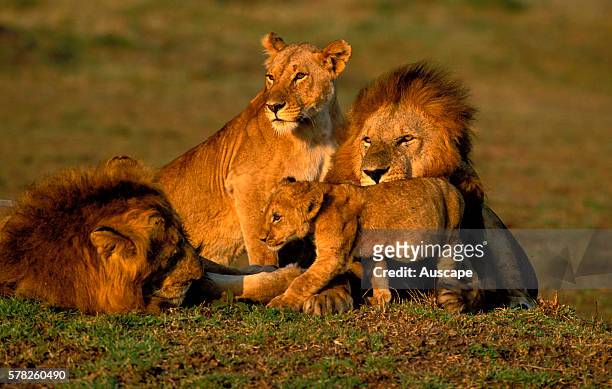 African lion, Panthera leo, two males, one female and a cub. Masai Mara National Reserve, Kenya, East Africa.