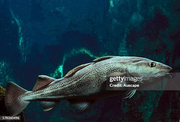 Atlantic Cod Mer Atlantic Cod Photos and Premium High Res Pictures - Getty Images