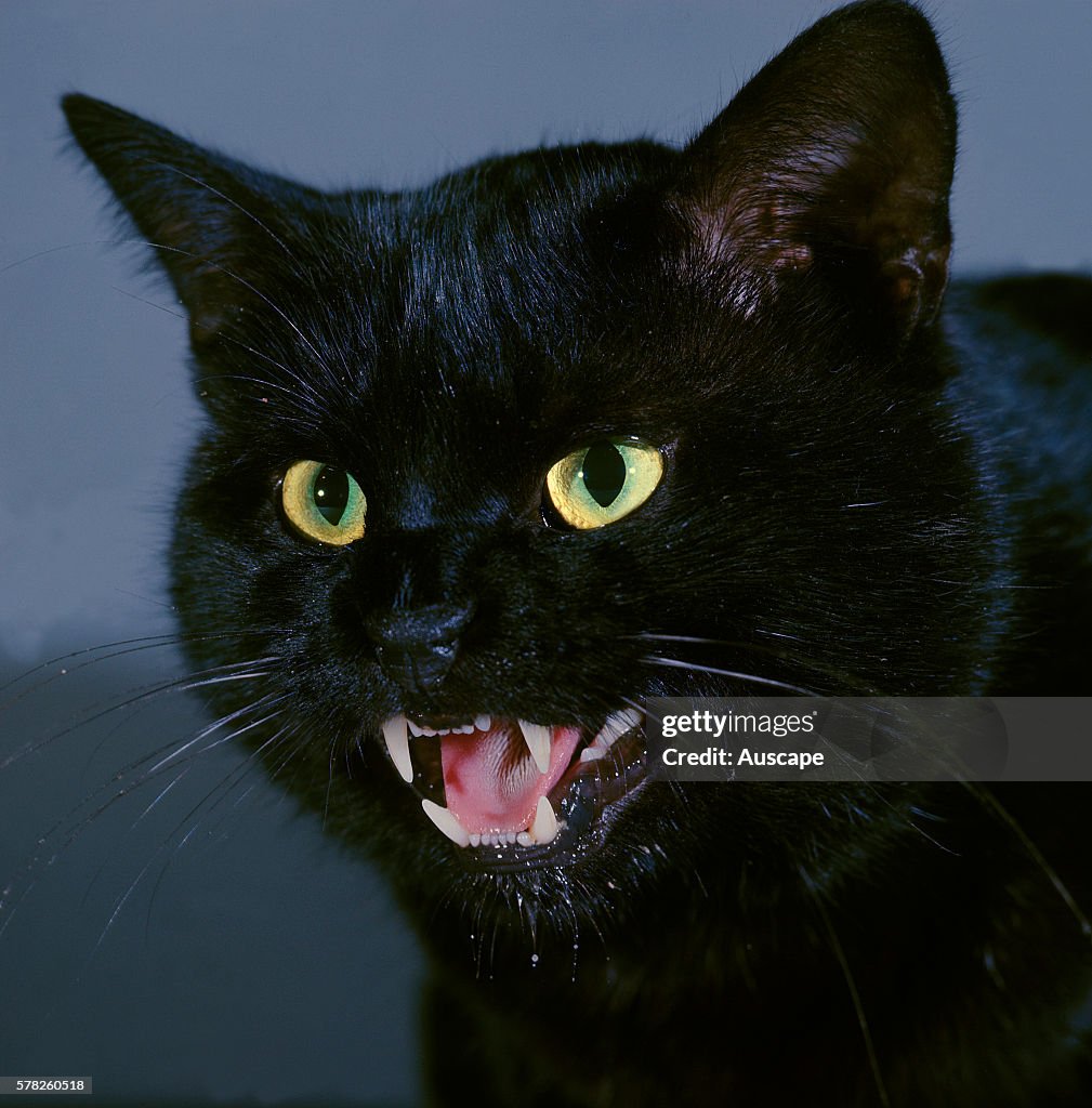 European cat, black, Felis catus