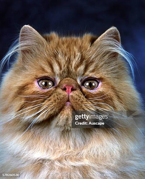 Persian Unicolor cat, Felis catus, showing snub nose and long ear whiskers. Studio photograph.