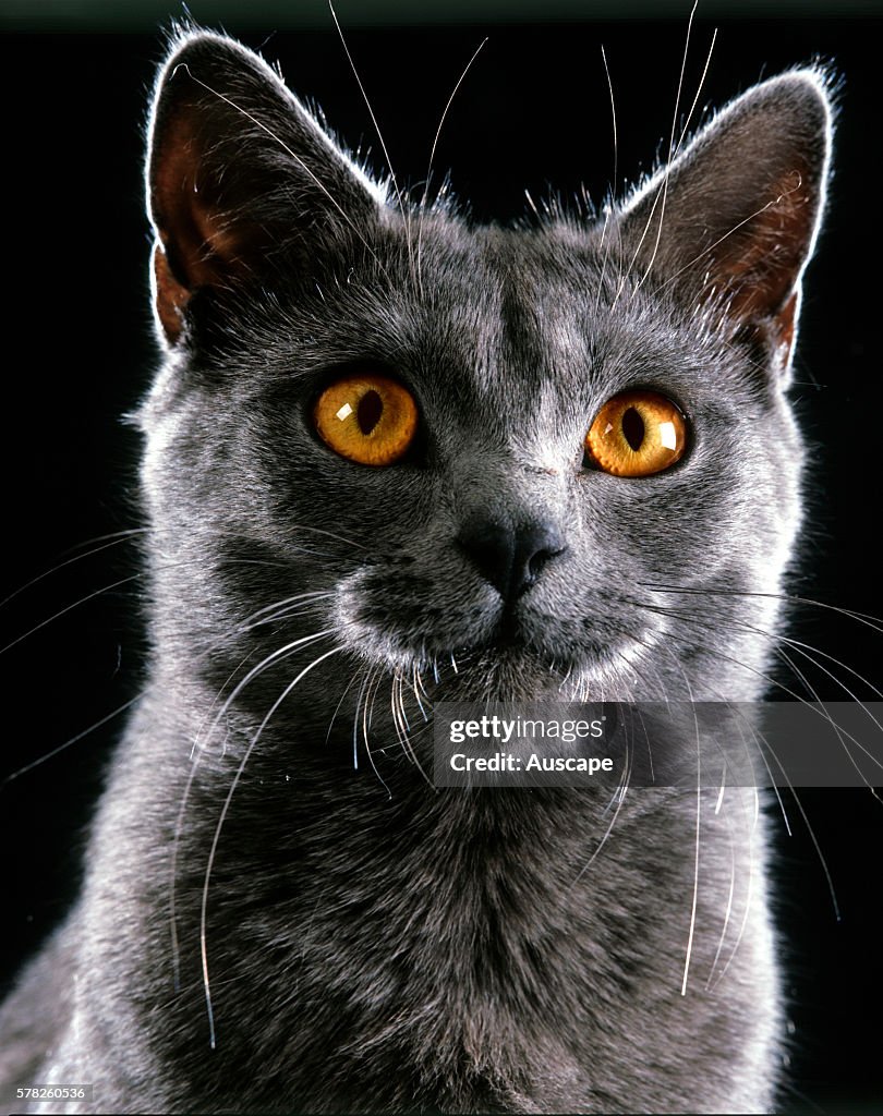 Chartreux cat, Felis catus