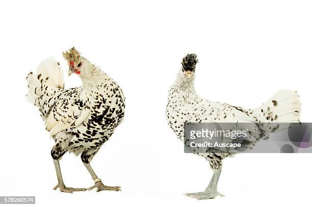 Silver Spangled Appenzeller bantam, Gallus gallus domesticus, cock and hen.