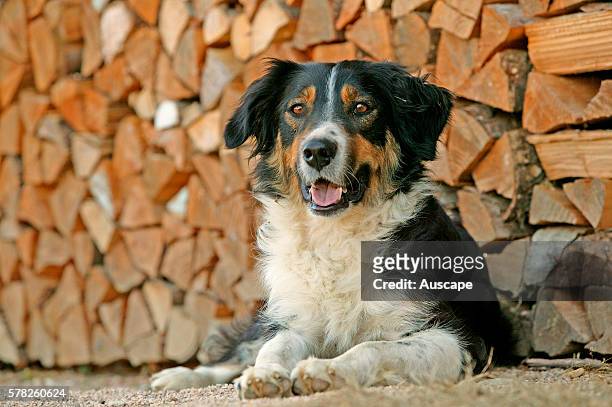 Australian shepherd dog, Canis familiaris, lying down beside pile of stacked wood.