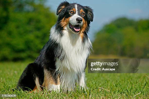 Australian shepherd dog, Canis familiaris, seated in field.