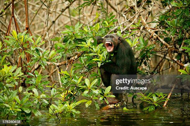 Central chimpanzee, Pan troglodytes troglodytes, adult at riverês edge, vocalizing with aggression. Conkouati-Douli National Park, Republic of the...