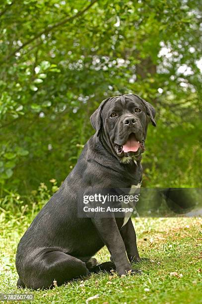 Cane corso dog, Canis familiaris, sitting on grass outdoors. The ancestors of this breed were the mastino dogs of Tibet, dating back 1000 years.
