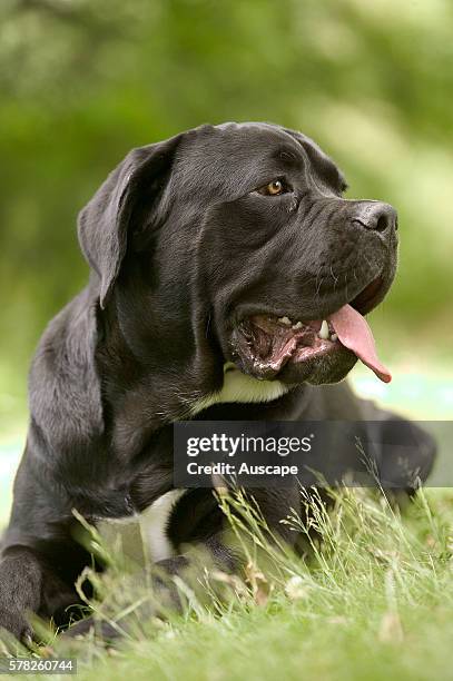 Cane corso dog, Canis familiaris, lying on grass outdoors. The ancestors of this breed were the mastino dogs of Tibet, dating back 1000 years.