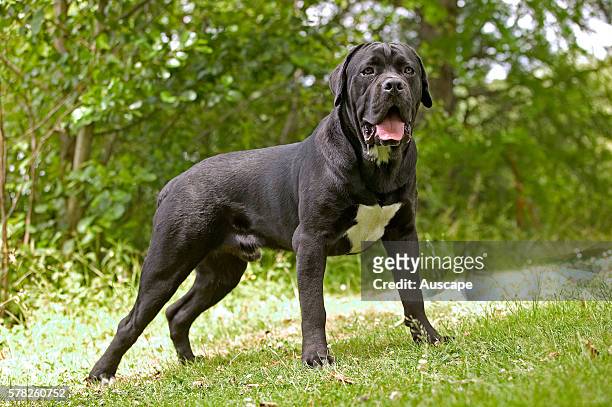 Cane corso dog, Canis familiaris, standing on grass outdoors. The ancestors of this breed were the mastino dogs of Tibet, dating back 1000 years.