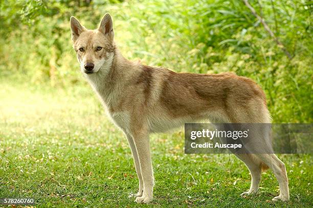 293 Dutch Shepherd Stock Photos High Res Pictures And Images Getty 293-dutch-shepherd-stock-photos-high-res-pictures-and-images-getty