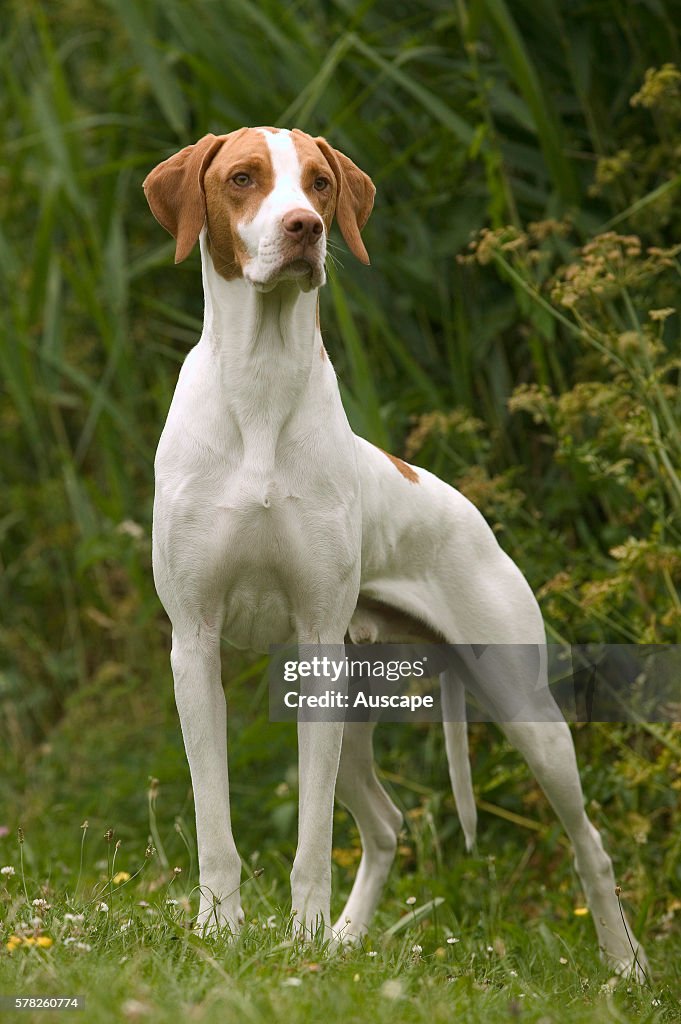 Braque St. German or St. German pointer, Canis familiaris