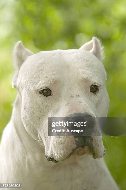 Dogo Argentino, Canis familiaris, portrait. This breed was first used to hunt pumas and jaguars and is descended from the Spanish breed Old Fighting...