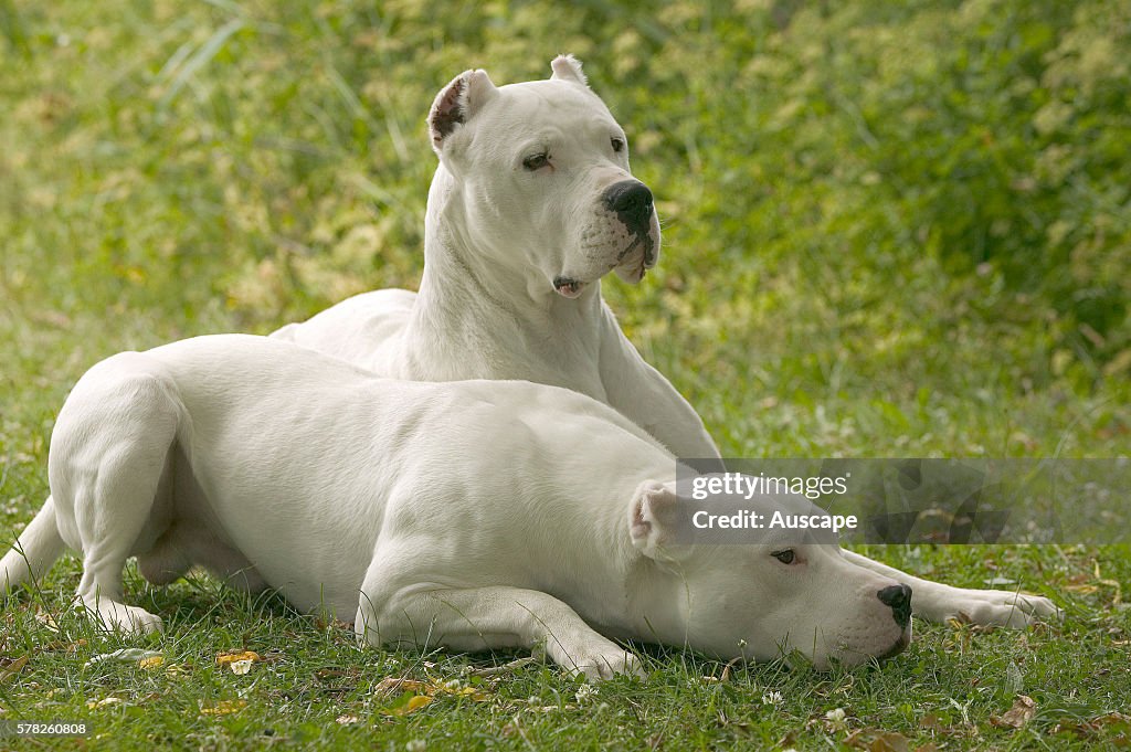 Dogo Argentino, Canis familiaris