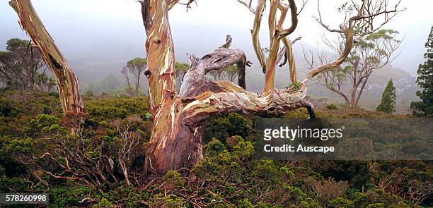 Tasmanian snow gum, Eucalyptus coccifera, in Waterfall Valley. Cradle Mountain-Lake St Clair National Park, Tasmania, Australia.