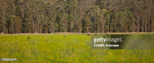 Emus, Dromaius novaehollandiae, in a plantation of Narrow-leaved tea-trees, Melaleuca alternifolia, Main Camp, Casino, New South Wales, Australia.