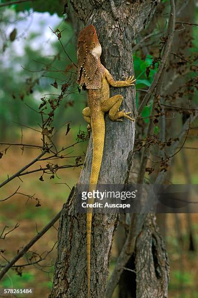 Frilled lizard, Chlamydosaurus kingii, climbing a tree. Victoria Highway, Northern Territory, Australia.
