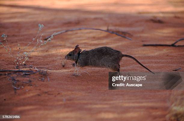 Greater stick-nest rat , Leporillus conditor, vulnerable species, wearing a radio tracking device, being released to establish a new population. It...