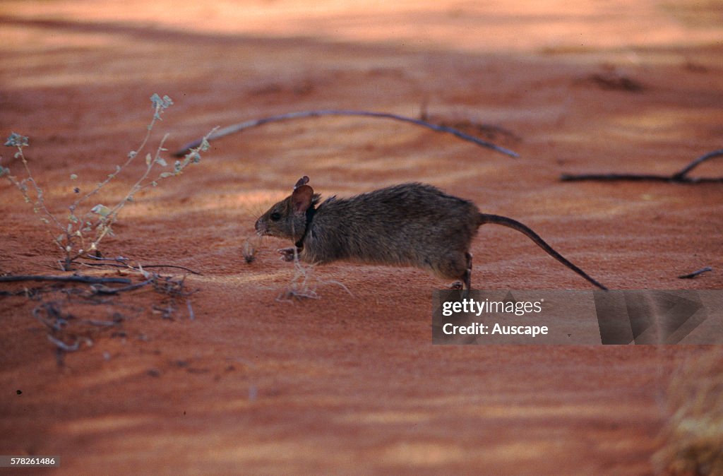 Greater stick-nest rat, Leporillus conditor