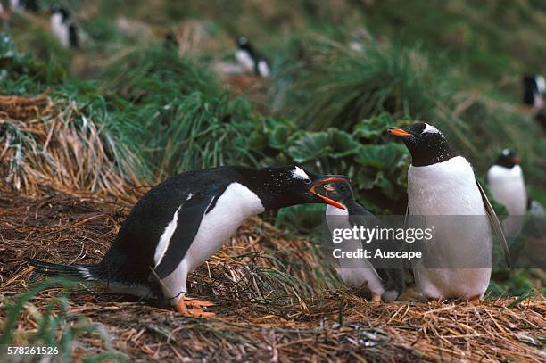 Gentoo penguin, Pygoscelis papua, protecting its nest, Macquarie Island, Sub Antarctic, administered by Tasmania, Australia.