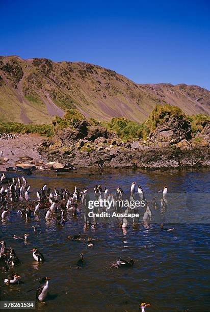 Royal penguins, Eudyptes schlegeli, some swimming, West coast, Macquarie Island, Tasmania, Australia.