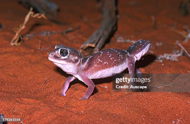 Smooth knob-tailed gecko, Nephrurus levis, at night, Far western New South Wales, Australia.