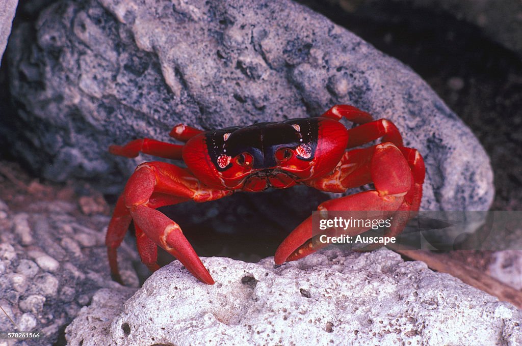 Christmas Island red crab, Gecarcoidea natalis