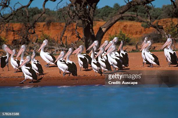 Australian pelicans, Pelecanus conspicillatus, large group at waters edge, Lake Cawndilla, Kinchega National Park, western New South Wales, Australia.