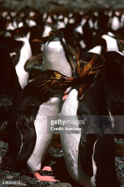 Royal penguin, Eudyptes schlegeli, courting pair, Macquarie Island, Tasmania, Australian Sub Antarctic.