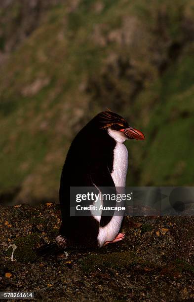 Royal penguin, Eudyptes schlegeli, single bird, Macquarie Island, Tasmania, Australian Sub Antarctic.