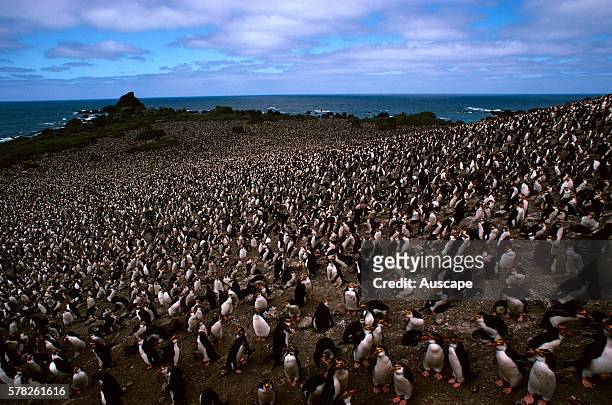 Royal penguins, Eudyptes schlegeli, colony, over 8,5 hectares, Hurd Point, Macquarie Island, Tasmania, Australian Sub Antarctic.