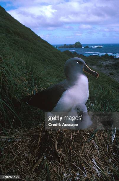 Grey-headed albatross, Thalassarche chrysostoma, at nest with chick, Chatham Islands, New Zealand.