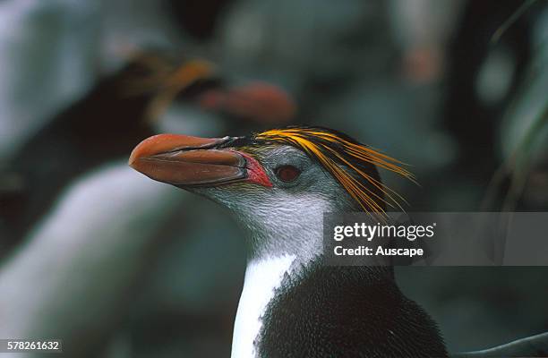 Royal penguin, Eudyptes schlegeli, head in profile, Macquarie Island, Sub Antarctic, administered by Tasmania, Australia.