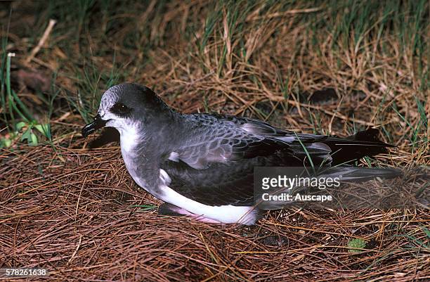 Bonin petrel, Pterodroma hypoleuca, nests in burrows between 1 and 3 m long that it and its mate excavate, and that they will return to in following...