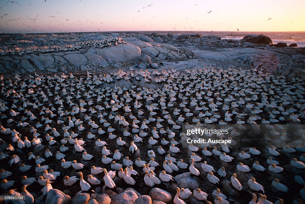 Cape gannets, Morus capensis
