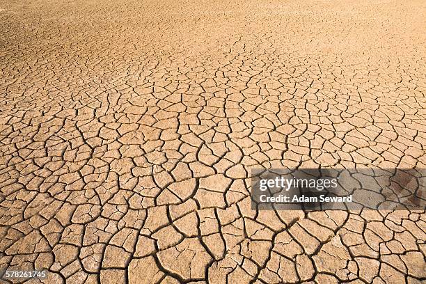 view of dried cracked mud on floodplain, djoudj national park, senegal - senegal africa stock pictures, royalty-free photos & images