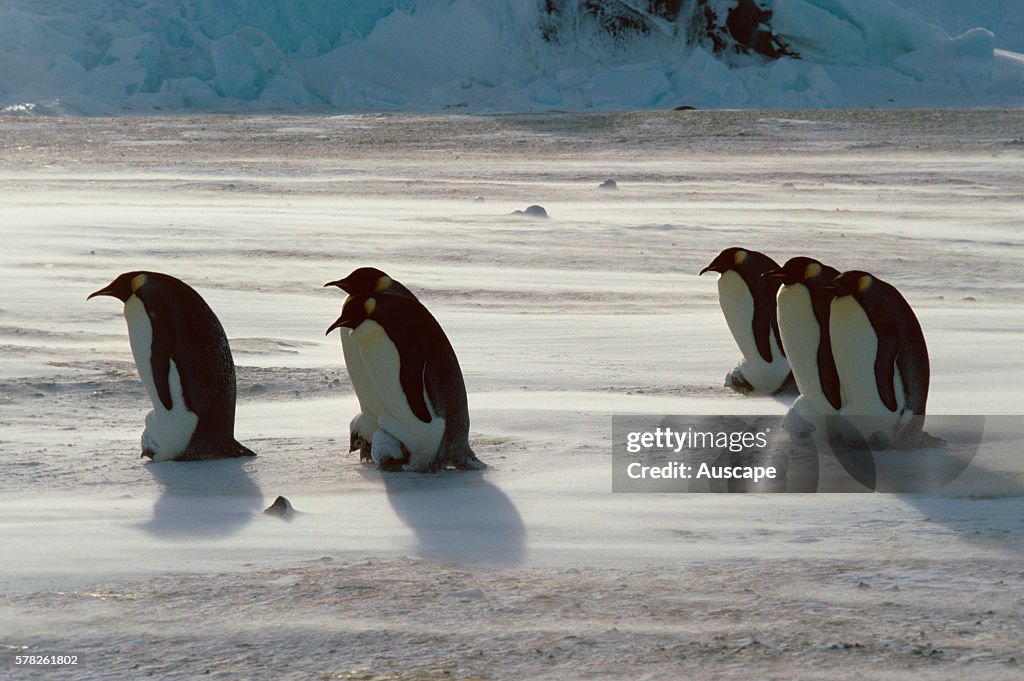 Emperor penguin, Aptenodytes forsteri