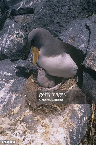 Chatham albatross, Thalassarche eremita, parent on nest with tiny chick begging for food, Vulnerable species, The Pyramid, Chatham Islands, New...