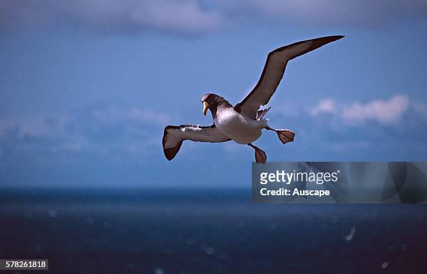 Chatham albatross, Thalassarche eremita, in flight, about to land, Vulnerable species, Chatham Islands, New Zealand.