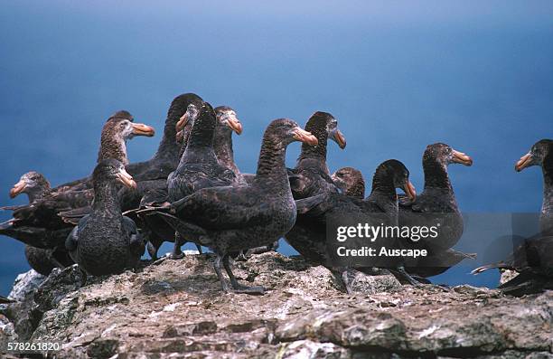 Hallês giant-petrels, Macronectes halli, congregating adults, Chatham Islands, New Zealand sub-Antarctic.