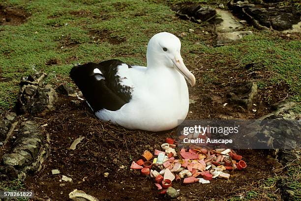 Northern royal albatross, Diomedea sanfordi, beside heap of regurgitated marine debris, Chatham Island, New Zealand Sub Antarctic.