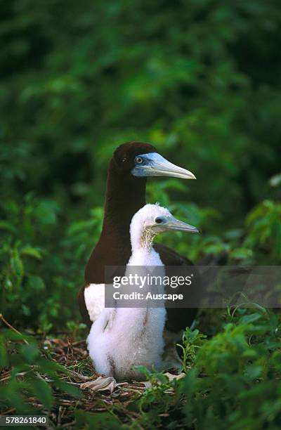 Brown booby, Sula leucogaster, and chick, Raine Island, Great Barrier Reef, Queensland, Australia.