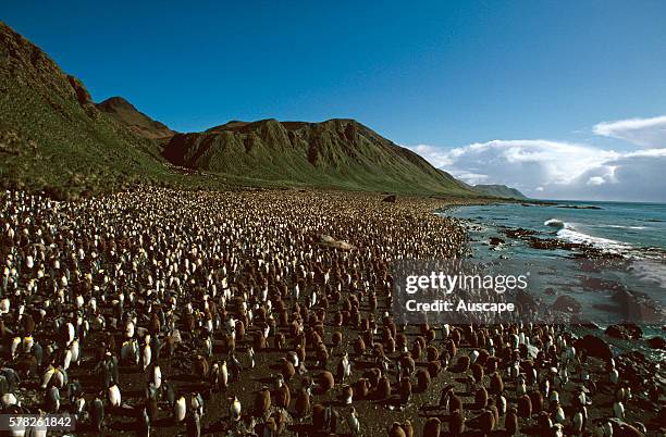 King penguin, Aptenodytes patagonicus, colony with 80 000 pairs, Lusitania Bay, Macquarie Island, Tasmania, Australia.