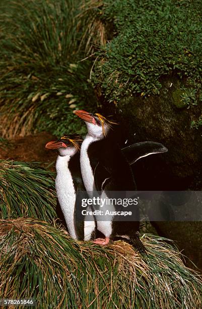 Royal penguins, Eudyptes schlegeli, pair, Macquarie Island, Tasmania, Australian Sub Antarctic.