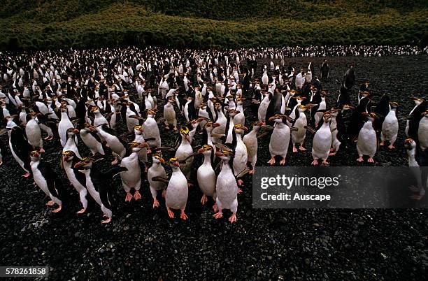 Royal penguins, Eudyptes schlegeli, colony, Macquarie Island, Tasmania, Australian Sub Antarctic.